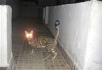 Cat_Lasers_s