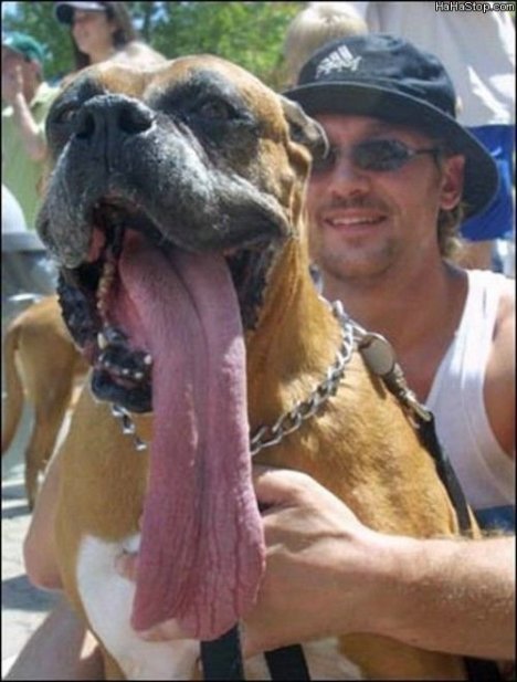 Giant_Dog_Tongue